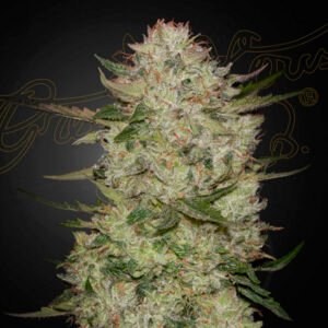 HighCloudZ Auto Green House Seeds
