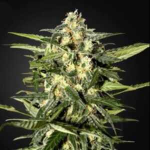 Jack Herer Auto Green House Seeds