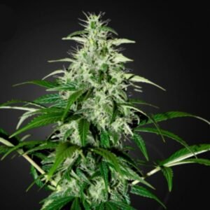 Kalashnikova Auto Green House Seeds