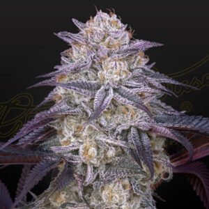 King's Juice Auto Green House Seeds