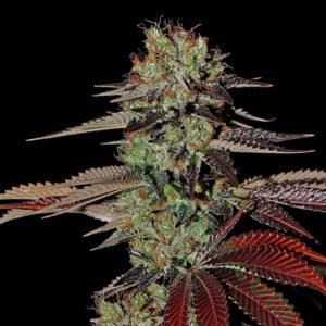 King’s Kush Auto Green House Seeds