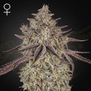 Skywalker Auto Green House Seeds