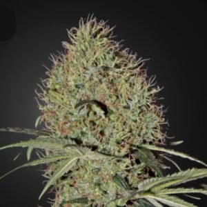 Super Bud Auto Green House Seeds