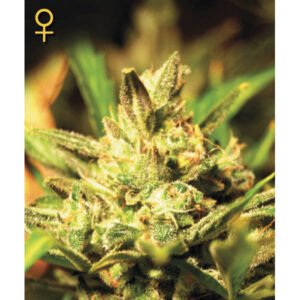 Super Critical Auto Green House Seeds