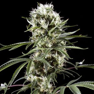 Super Lemon Haze Auto Green House Seeds