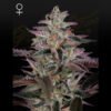 Banana Krumble Green House Seeds