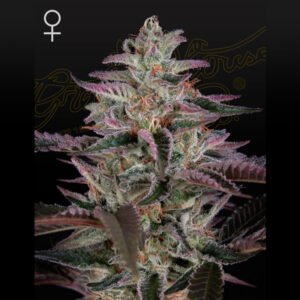 Banana Krumble Green House Seeds
