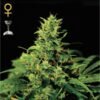 Big Bang Green House Seeds