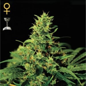 Big Bang Green House Seeds