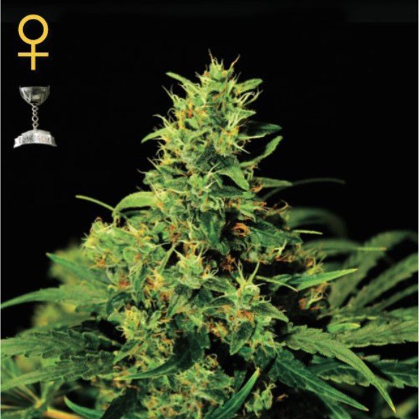 Big Bang Green House Seeds