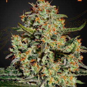 Big Bang Green House Seeds