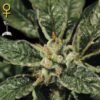 Bubba Kush Green House Seeds