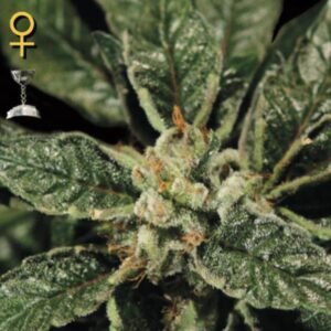 Bubba Kush Green House Seeds