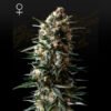 Bubba Slush Green House Seeds