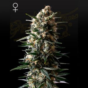 Bubba Slush Green House Seeds