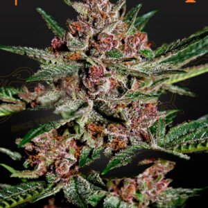 Bubba Kush Green House Seeds