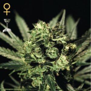 GH Cheese Green House Seeds