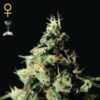Chemdog Green House Seeds