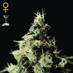 Chemdog Green House Seeds