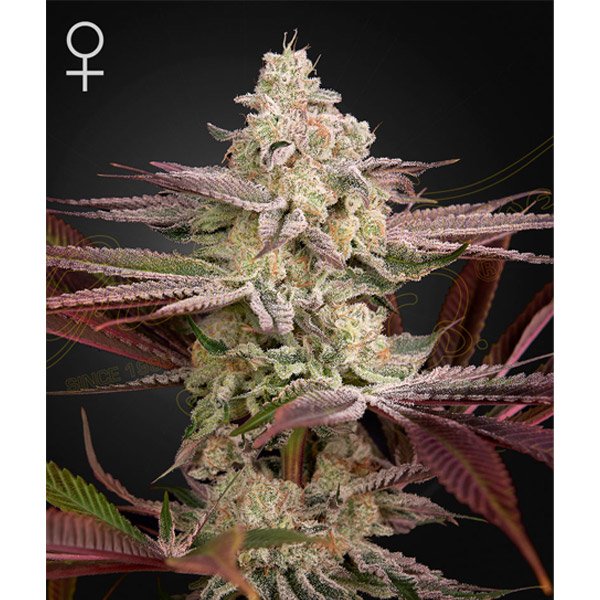 Chemical Bride Green House Seeds