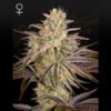 Cloud Walker Green House Seeds