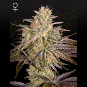 Cloud Walker Green House Seeds