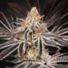 Dark Phoenix Green House Seeds