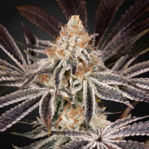 Dark Phoenix Green House Seeds