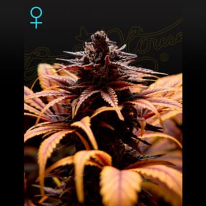 Deep Candy Green House Seeds