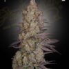 Exodus Cheese Green House Seeds