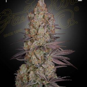 Exodus Cheese Green House Seeds