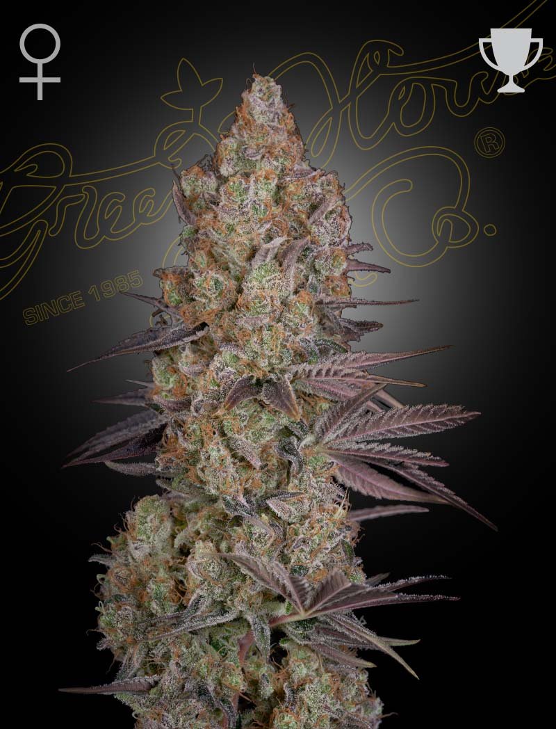 Exodus Cheese Green House Seeds