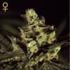 Exodus Cheese Green House Seeds