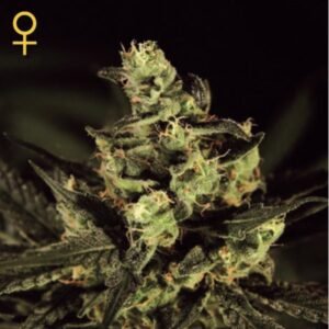 Exodus Cheese Green House Seeds