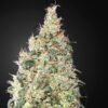 Franco's Lemon Cheese Green House Seeds