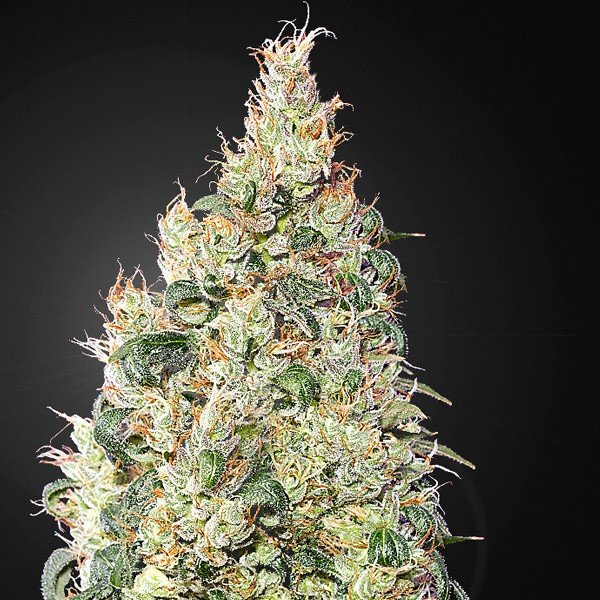 Franco's Lemon Cheese Green House Seeds