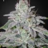 Franco's Lemon Cheese Green House Seeds