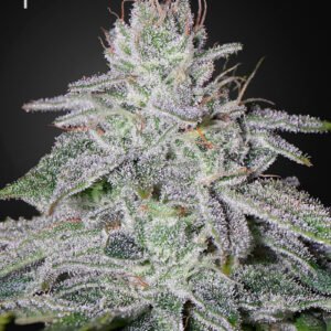 Franco's Lemon Cheese Green House Seeds