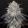Franco's Fullgas! Green House Seeds