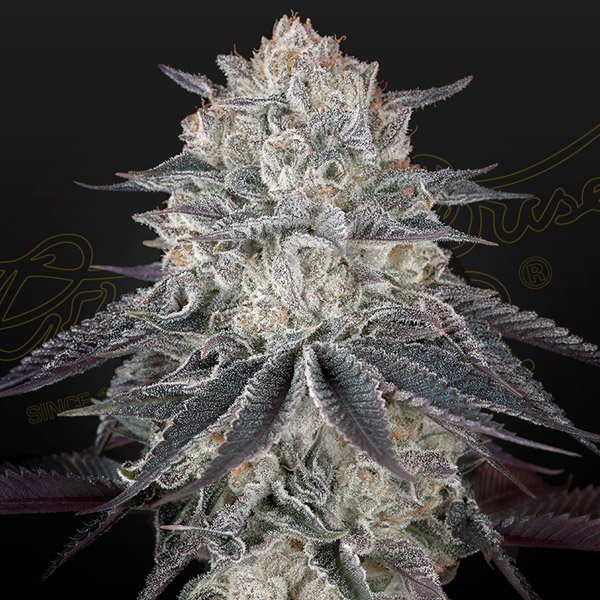 Franco's Fullgas! Green House Seeds