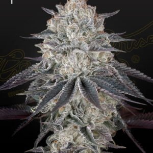 Franco's Fullgas! Green House Seeds