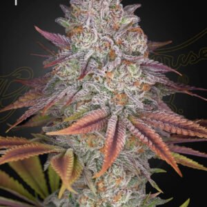 Pulp Friction Green House Seeds