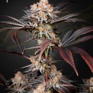 Wonder Pie Green House Seeds