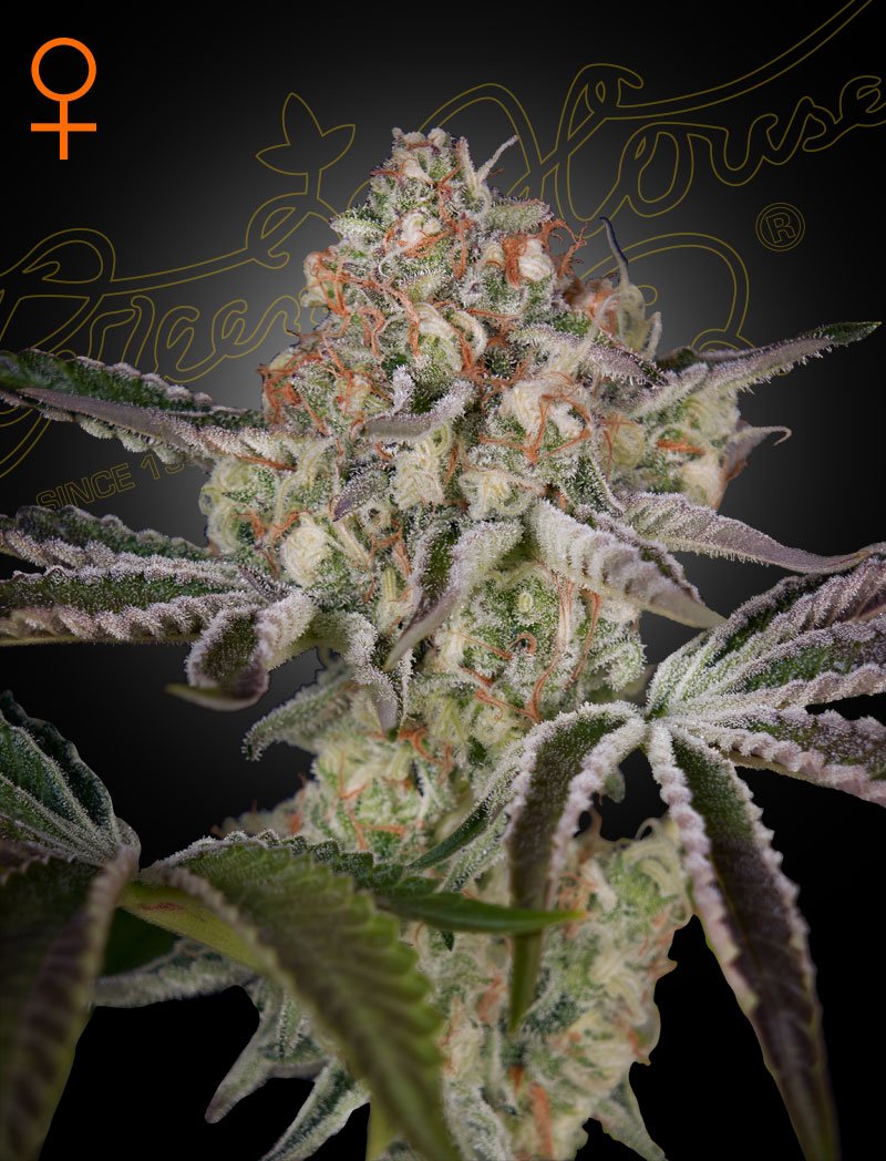 Great White Shark Green House Seeds