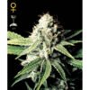 Great White Shark Green House Seeds