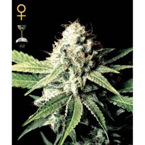 Great White Shark Green House Seeds