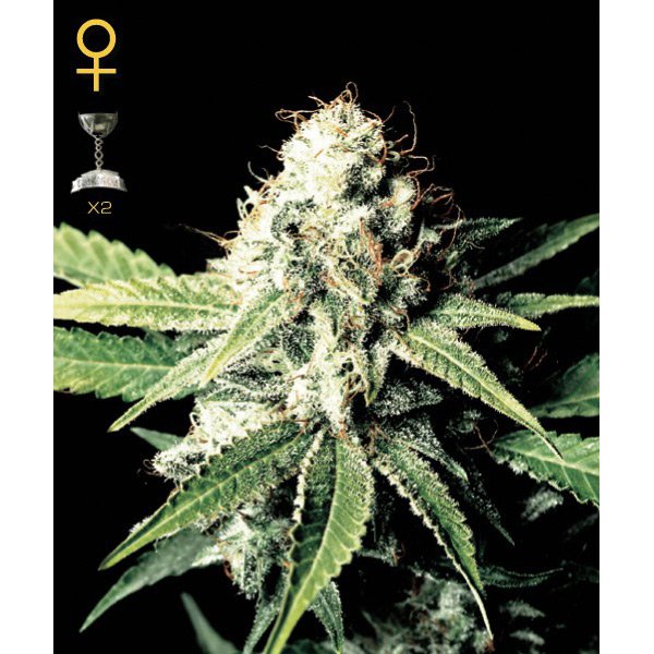 Great White Shark Green House Seeds