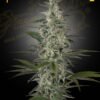 Hawaiian Snow Green House Seeds