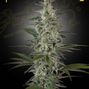 Hawaiian Snow Green House Seeds
