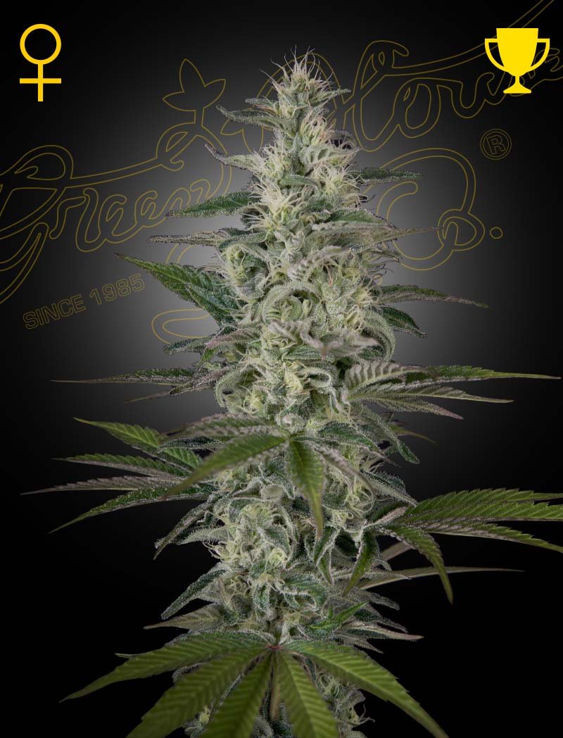 Hawaiian Snow Green House Seeds